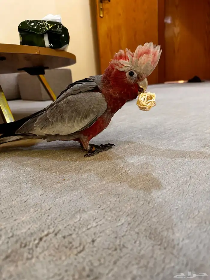 كوكاتو قالا (اليف) 4