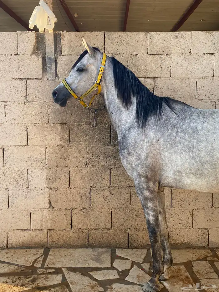 حصان واهو ولد ابن فريد 0