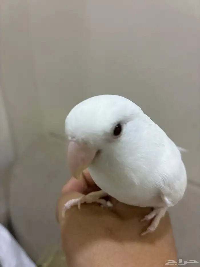 طير روز اليف 1