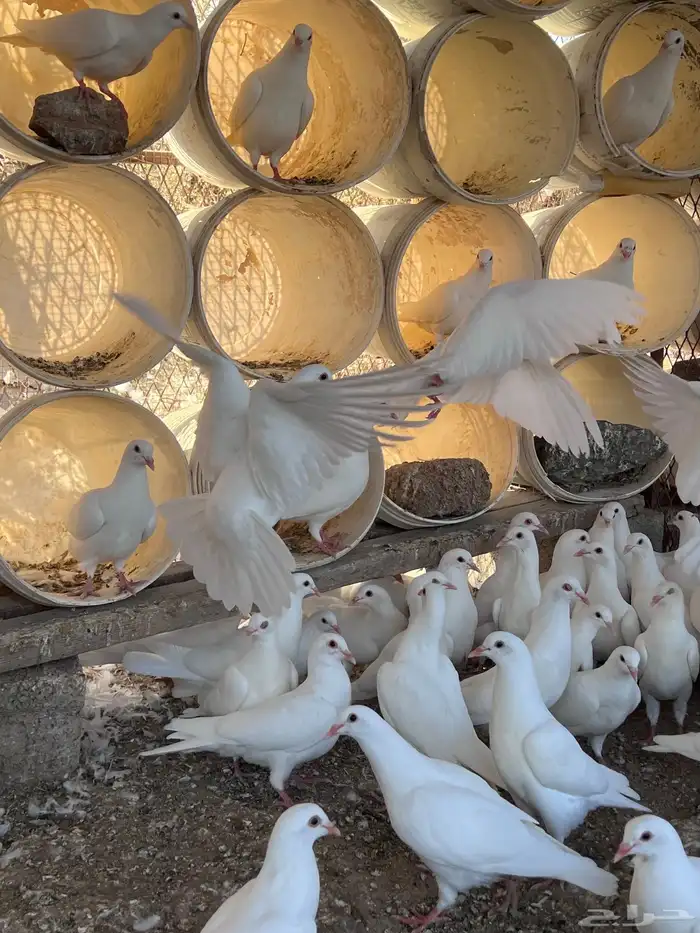 طبات حمام فرنسي 0