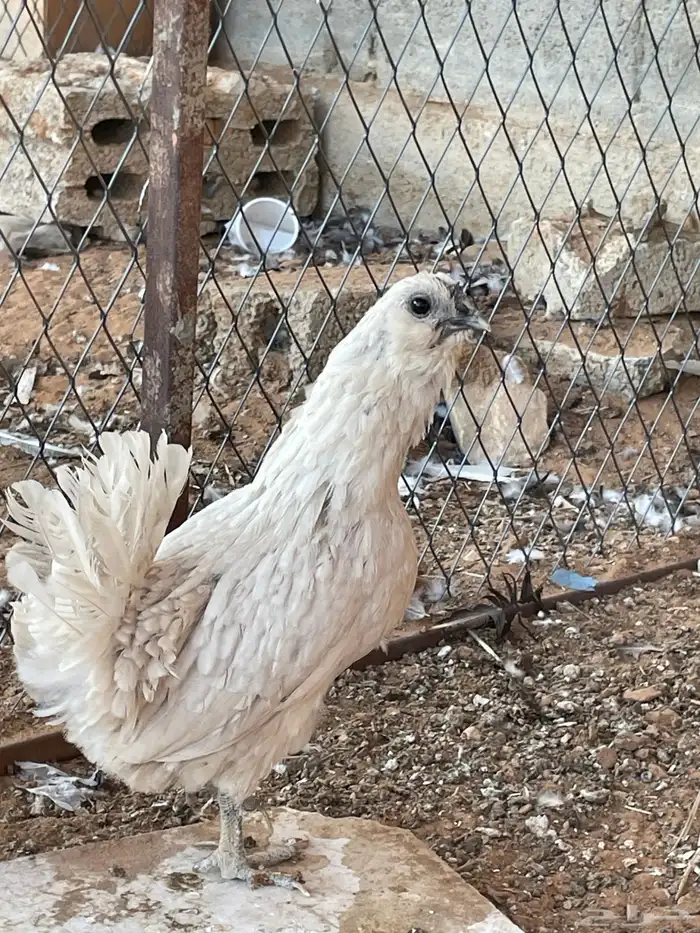 دجاج بوم لون جميل ونادر اعمار شبب 3