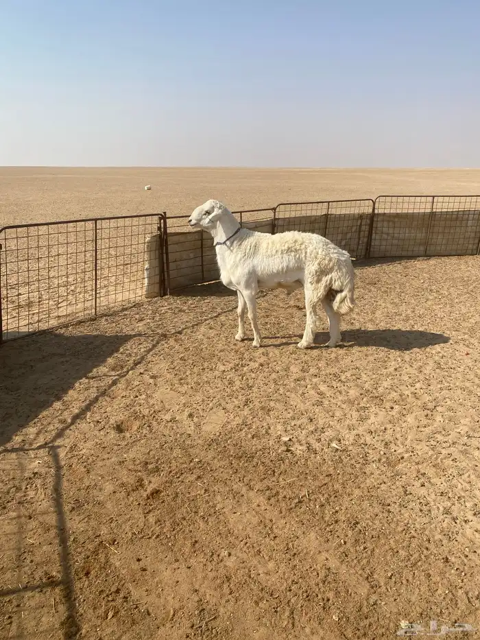 خروف حري صنف رباع مشروط 1