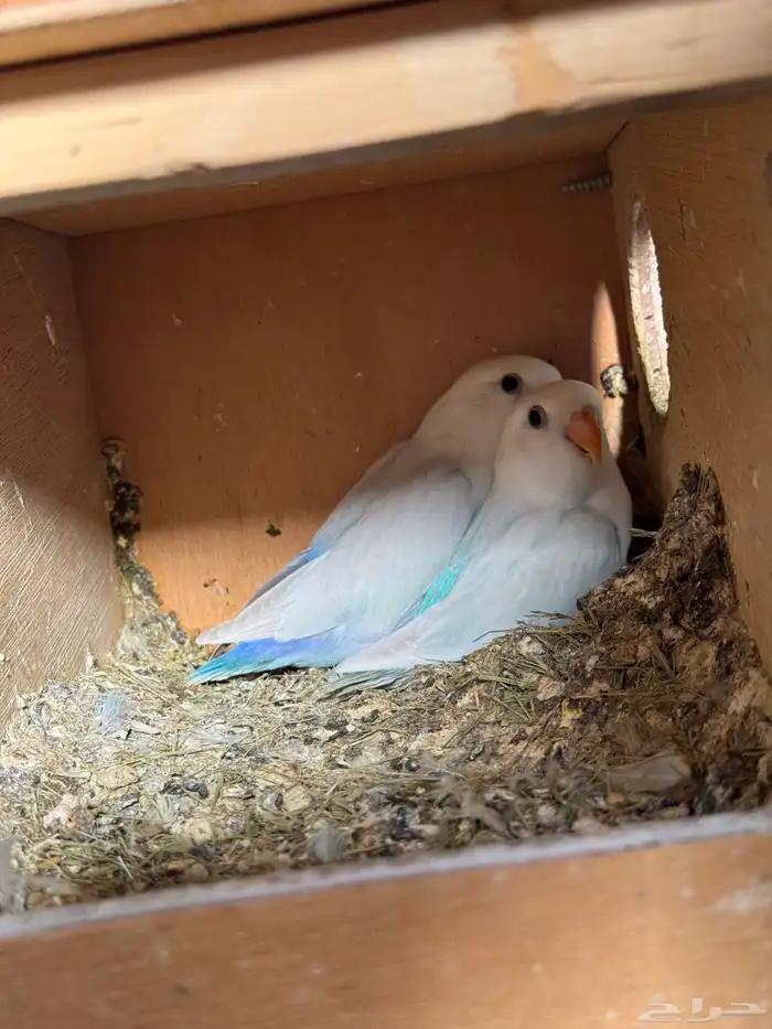 للبيع ازواج روز منتجه 15 زوج 25