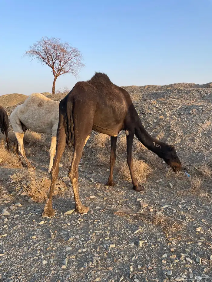 بكره ملحا رباع 6