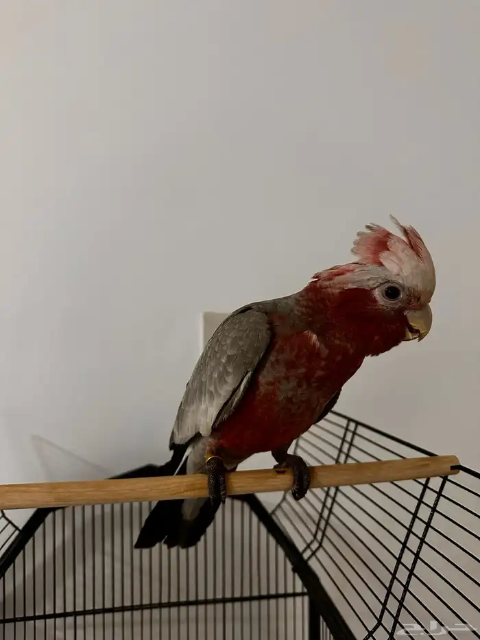 كوكاتو قالا (اليف) 1