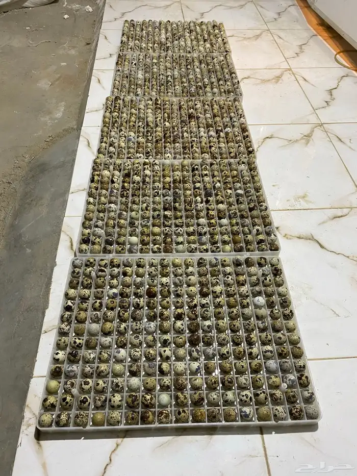 بيض سمان تجميع يومي 2