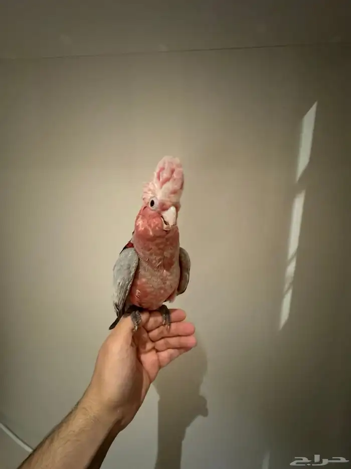 ببغاء كوكاتو جالا 0