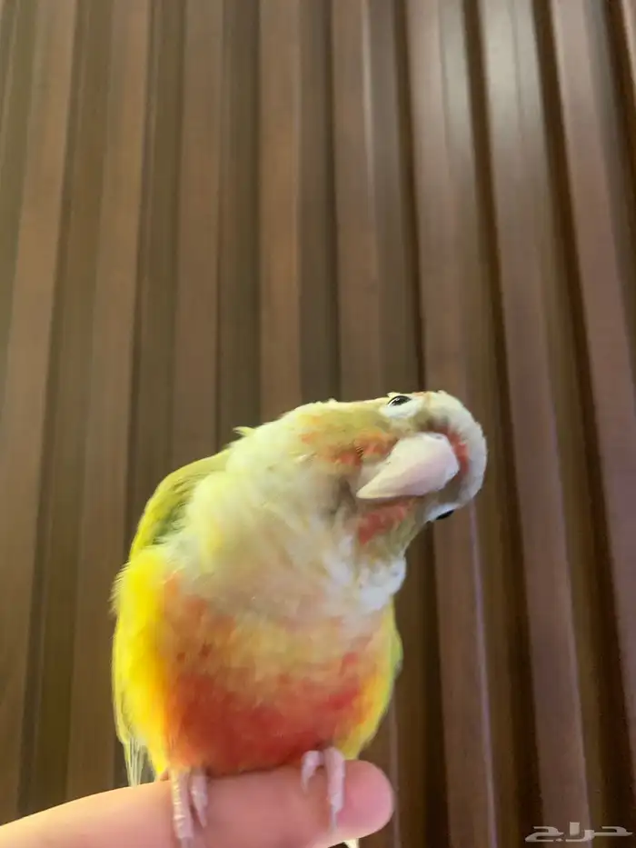 طير كنيور ما تكلم 1