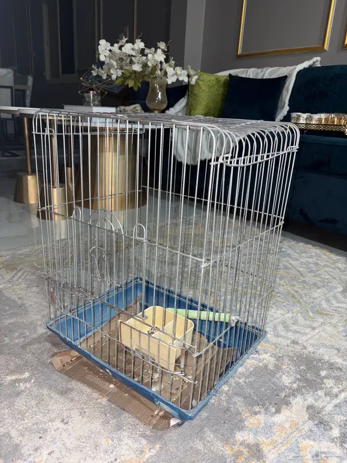 طير كروان انثى 1