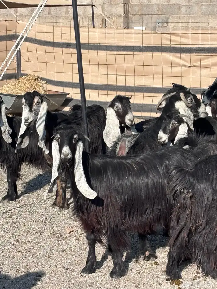 عوارض دفيع بالدوادمي 0