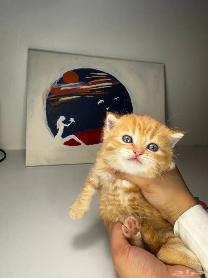 سكوتش فولد 7