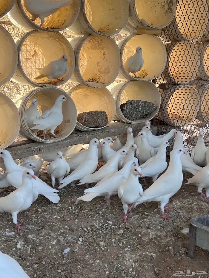 طبات حمام فرنسي 2