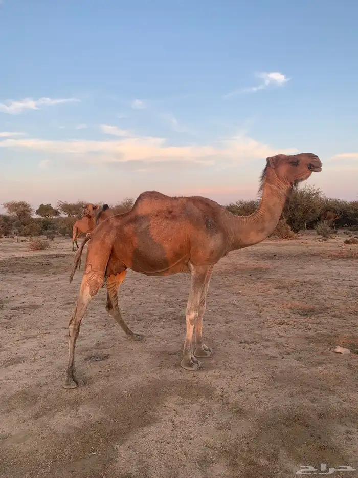 خلفة طيبة معها حواره 3