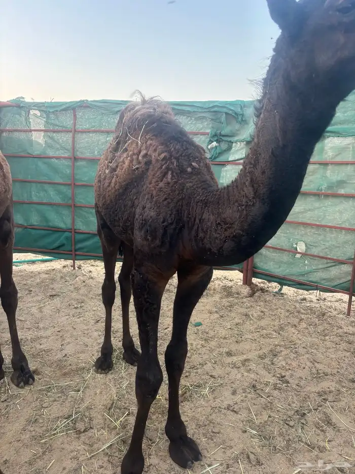 للبيع قعود 1