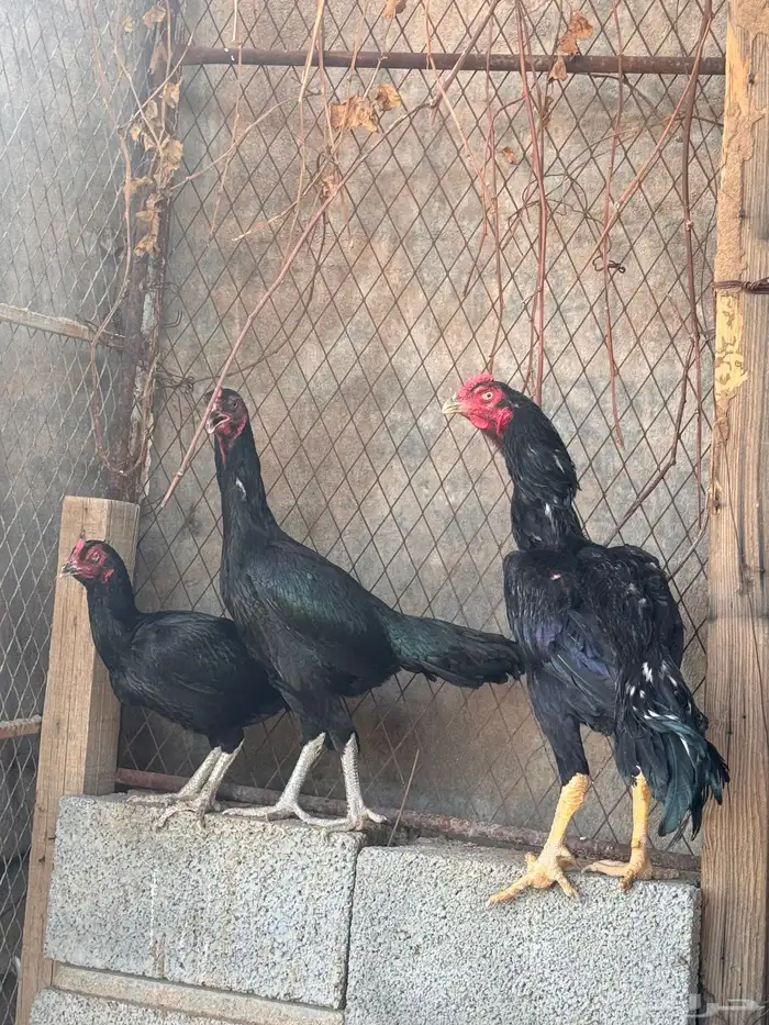 دجاج باكستاني 0