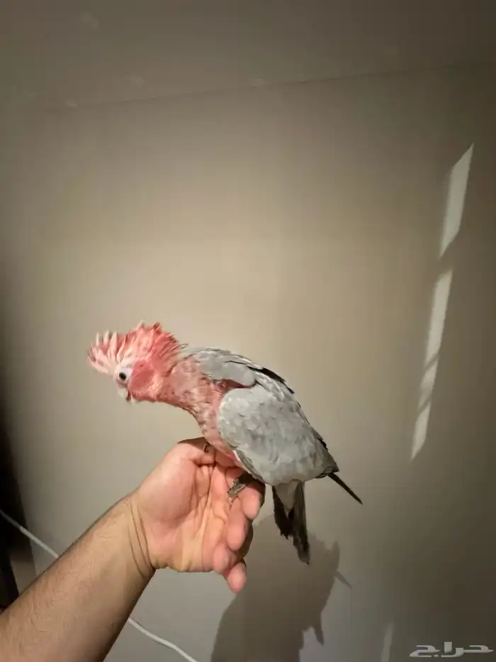 ببغاء كوكاتو جالا 2