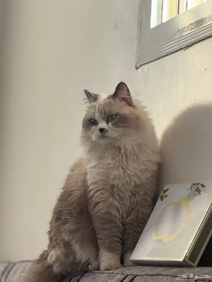 قط ذكر لتبني عمره ممكن سنتين طالب التزاوج 1