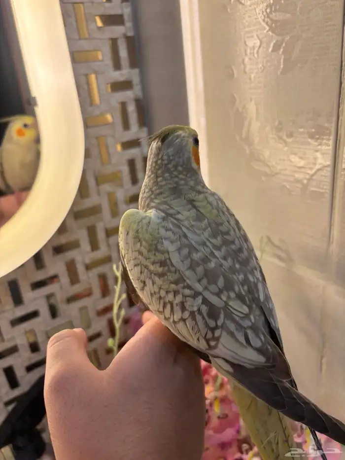 كروان أليف هدد للبيع 2