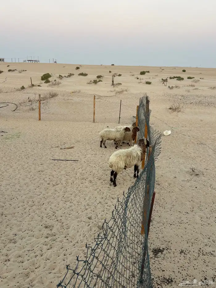 غنم نعيم بفحلها العدد 7 1