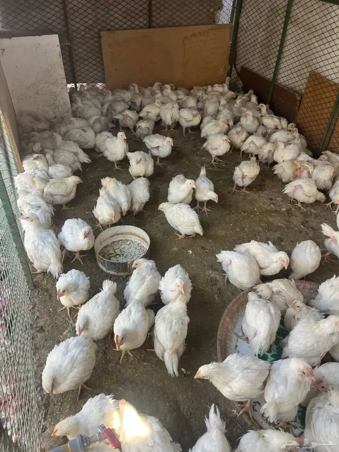 دجاج لحم 900 جرام 1000 جرام 2