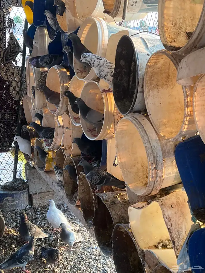 حمام للبيع 7