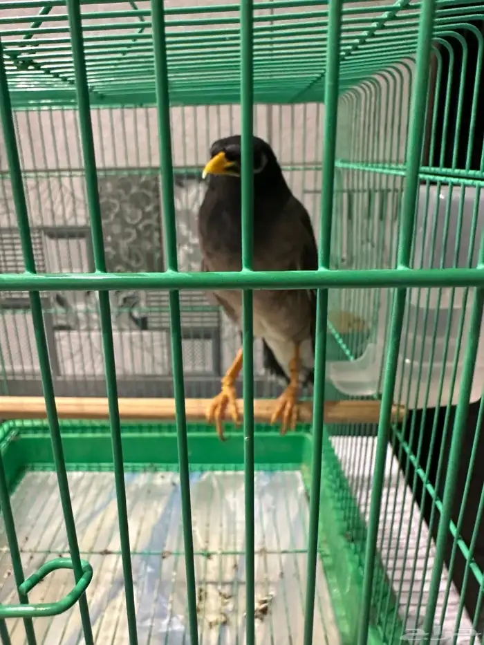 طير ميناء كبتن كلام 2