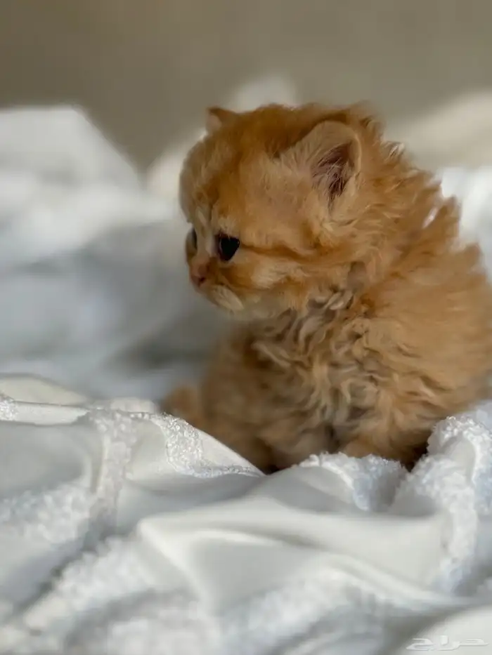 قط شيرازي للبيع 1