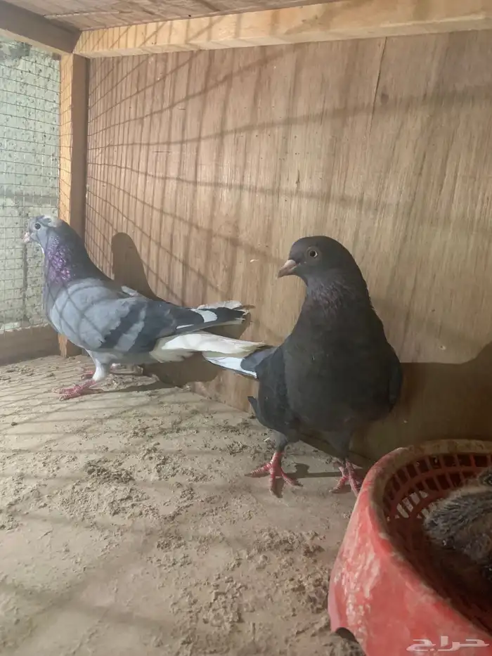 جوزين قطايف منتجات كل جوز معه فرخين ل البيع 3