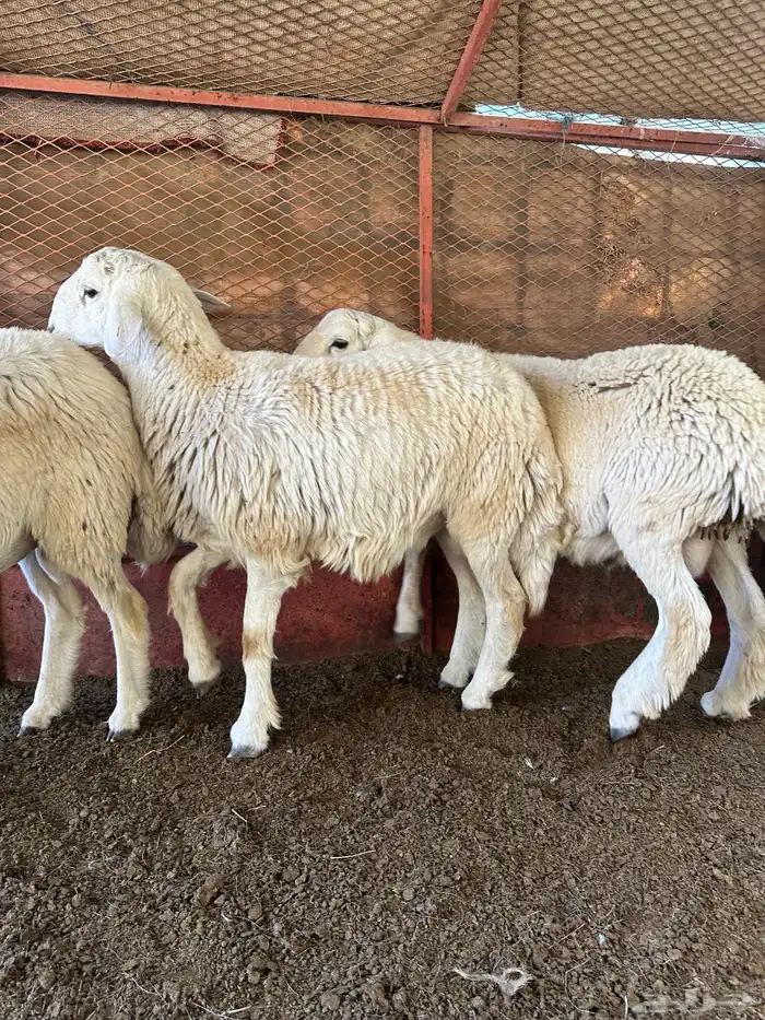 طليان للبيع ذابيح ومرعى 5