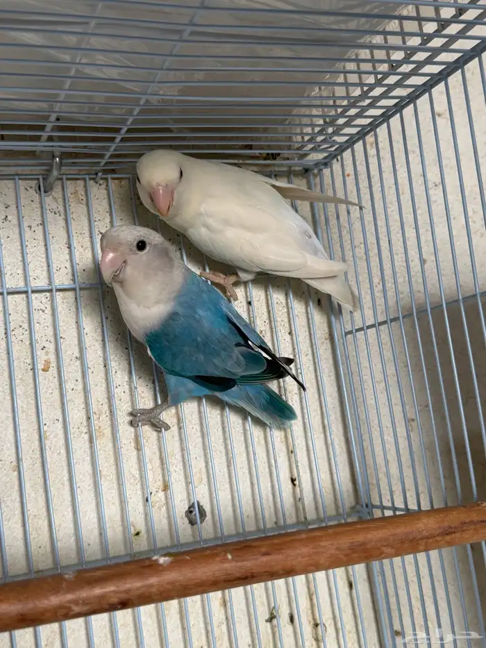 للبيع ازواج روز منتجه 15 زوج 17