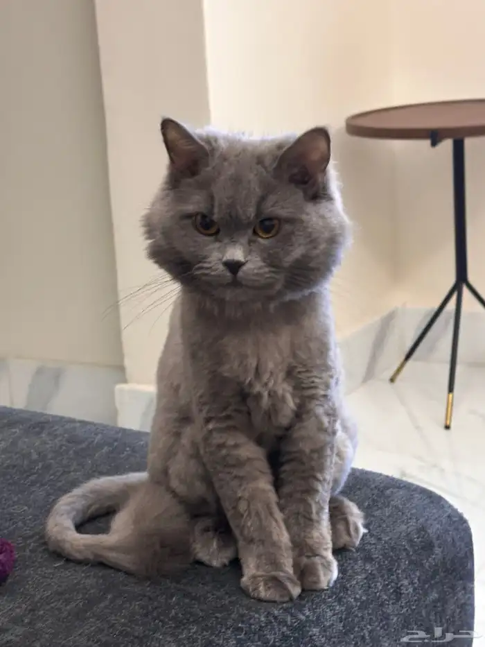 قطه للتبني 0