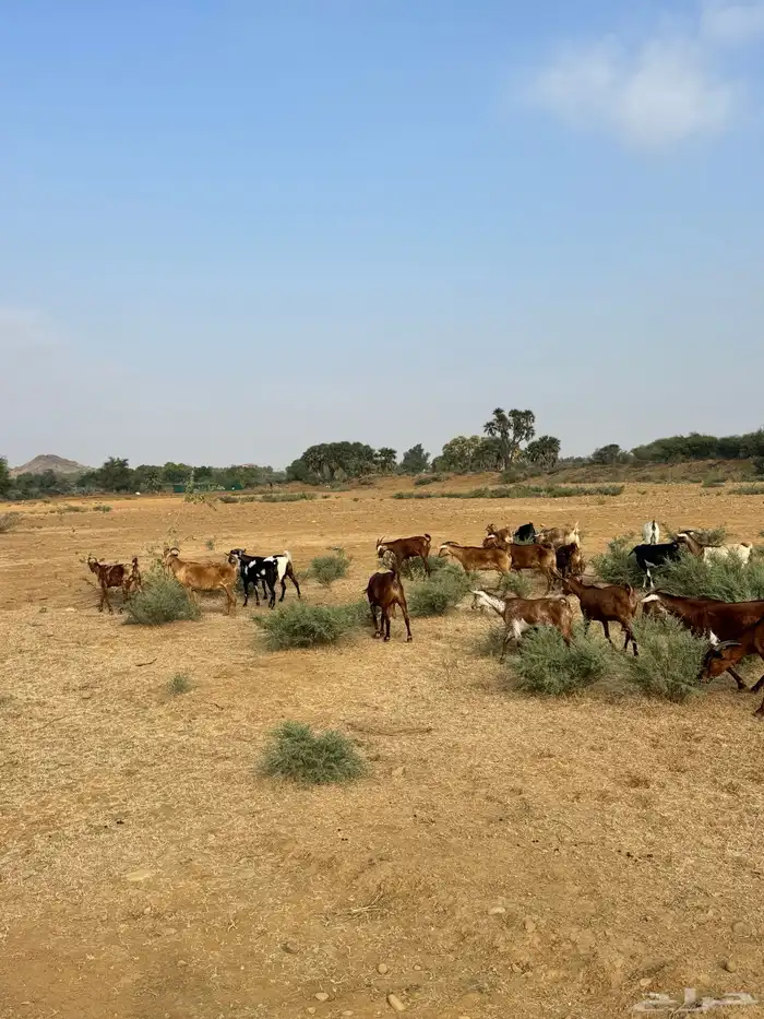 للبيع غنم دهم العدد 60 وضأن العدد 35 0