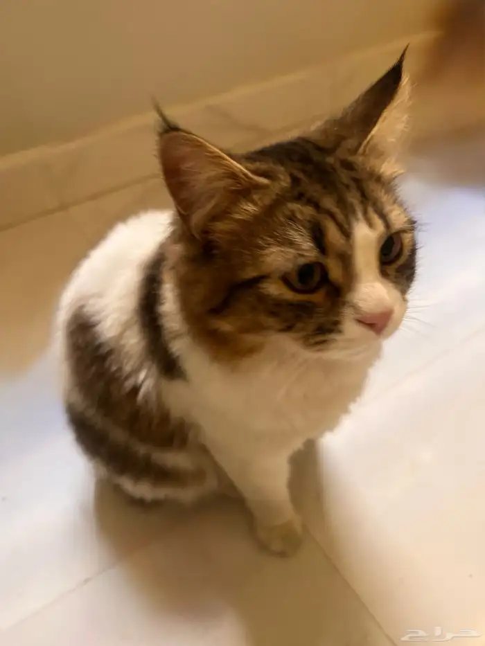 قطط للتبني (ذكور) 1