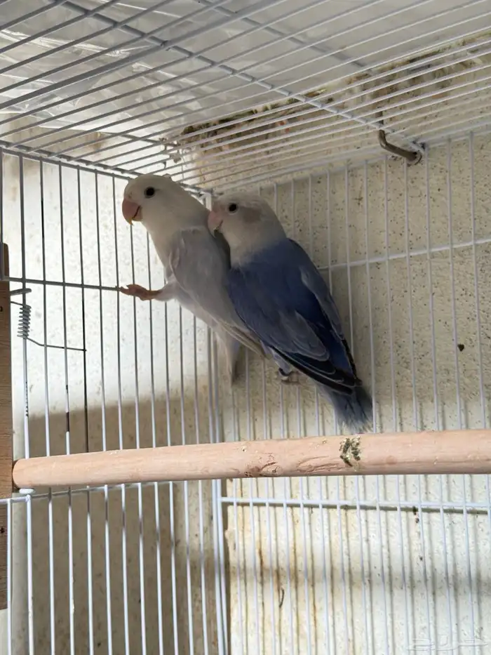 للبيع ازواج روز منتجه 15 زوج 26