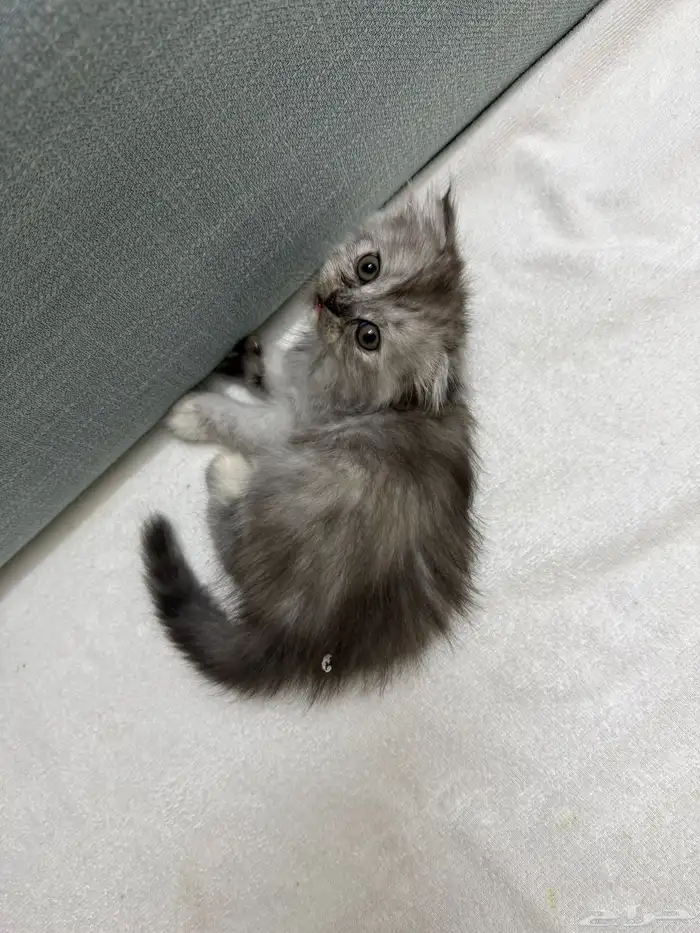 كتن انثى سكوتش شيرازي مهجن للبيع 3