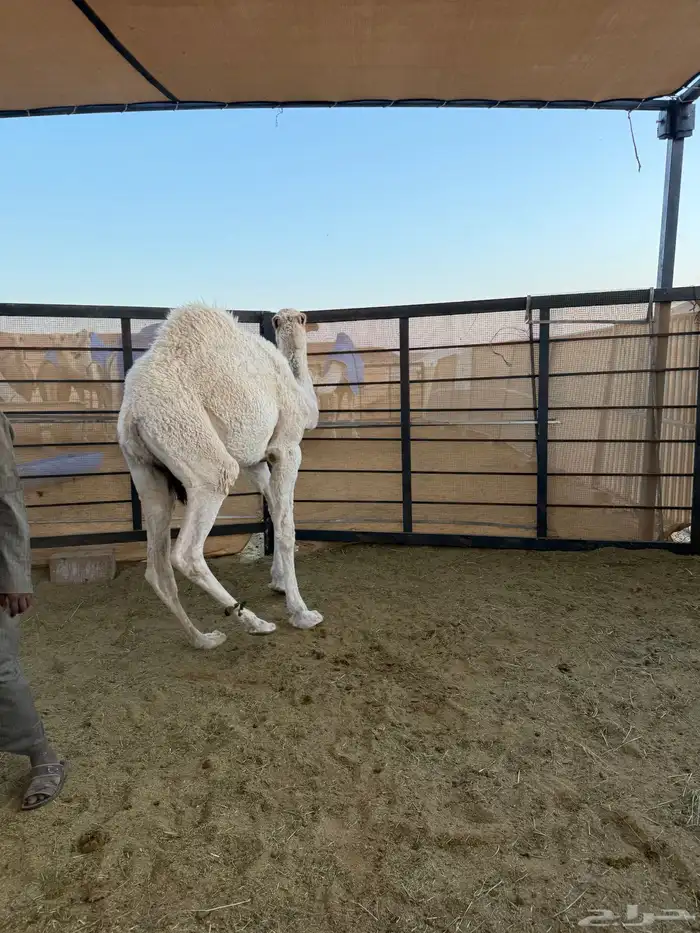 قعود مفرود 2