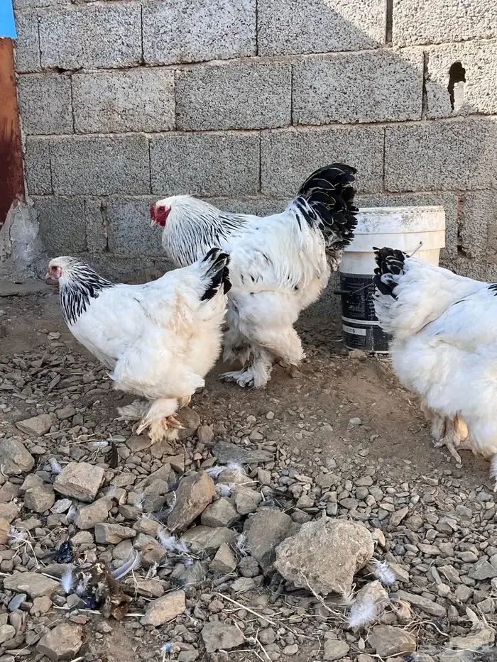 دجاج براهما كلومبي 5