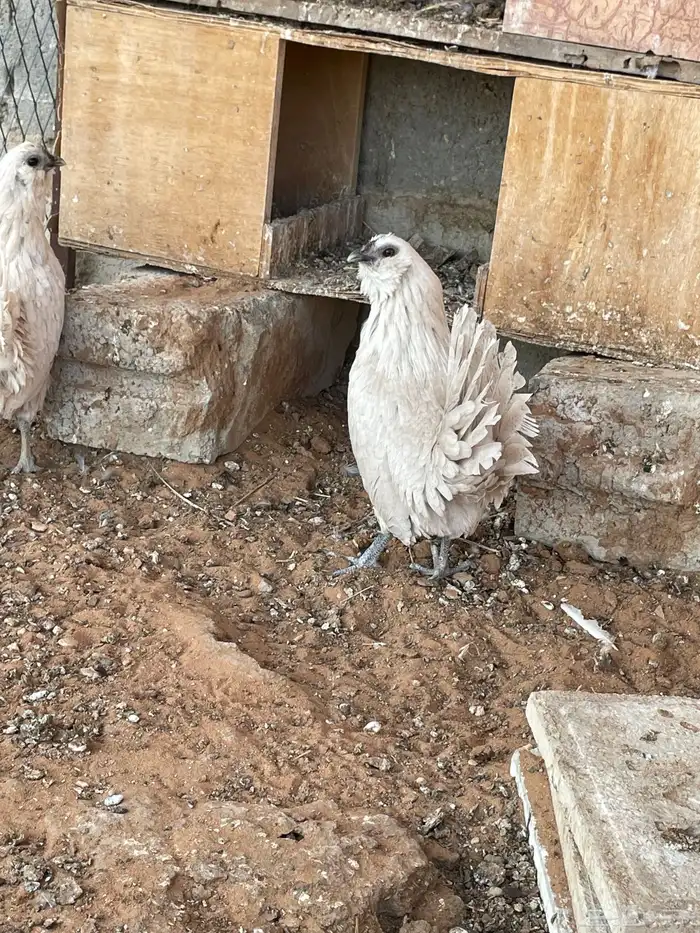 دجاج بوم لون جميل ونادر اعمار شبب 6