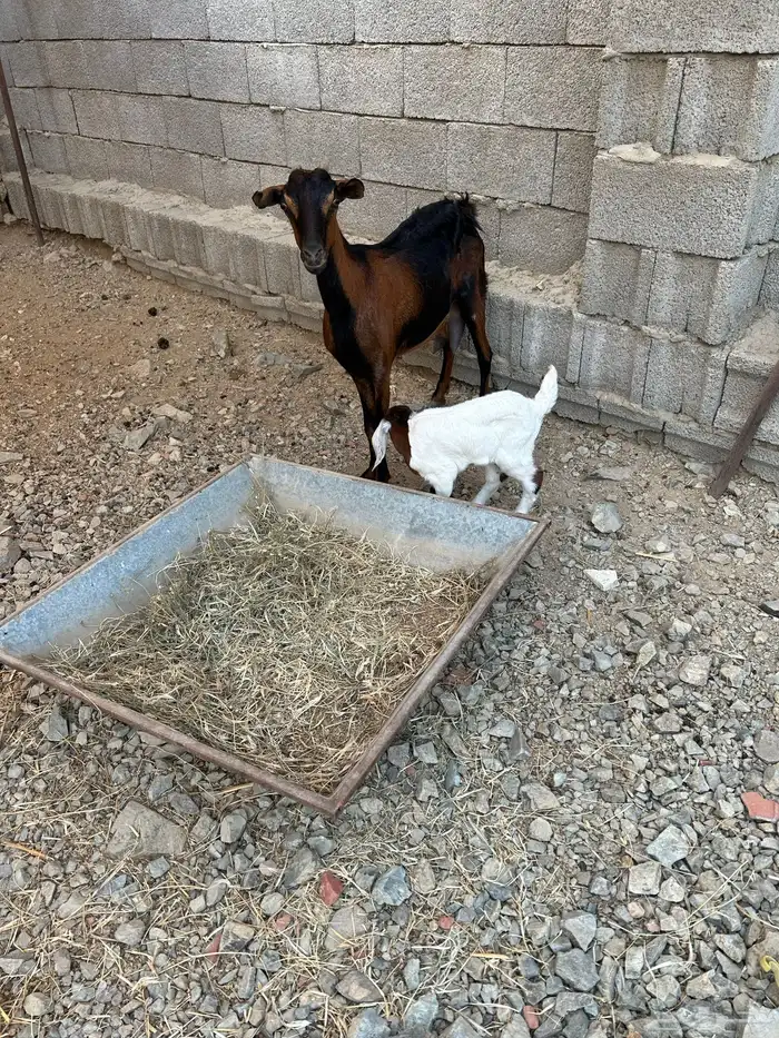 1 ماعز معها تيس روم وديس طيب 3