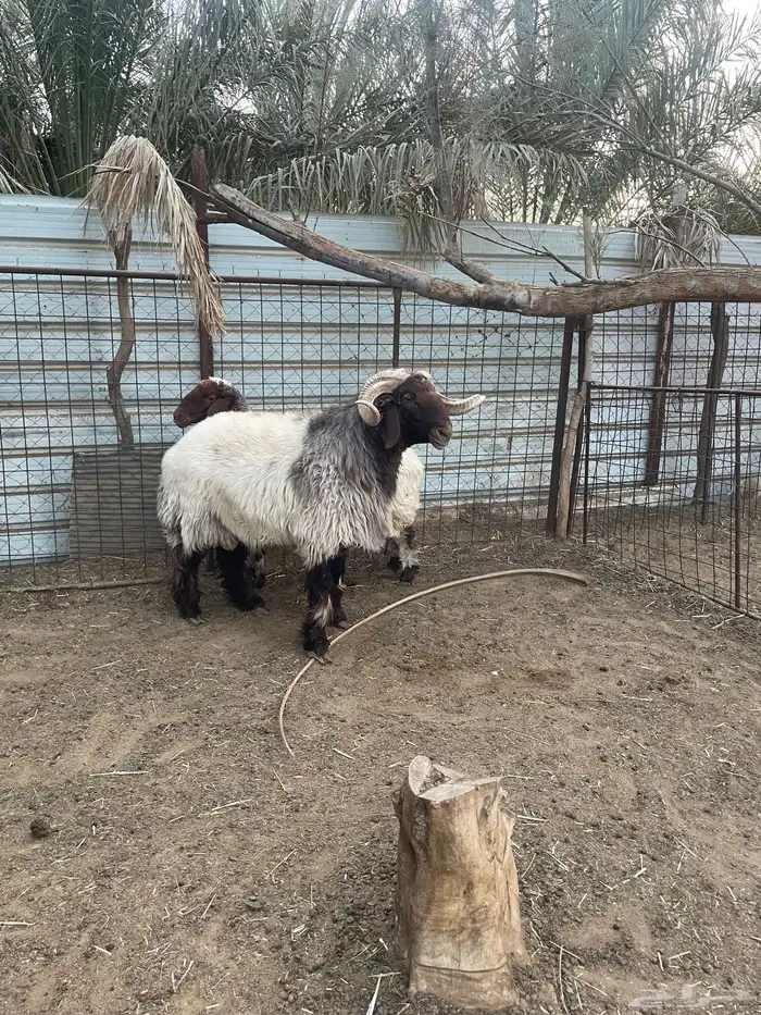 فحل نعيمي صنف فاخرر 1