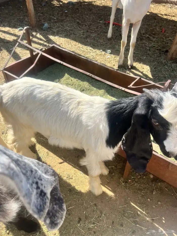 تيوس عوارض 4