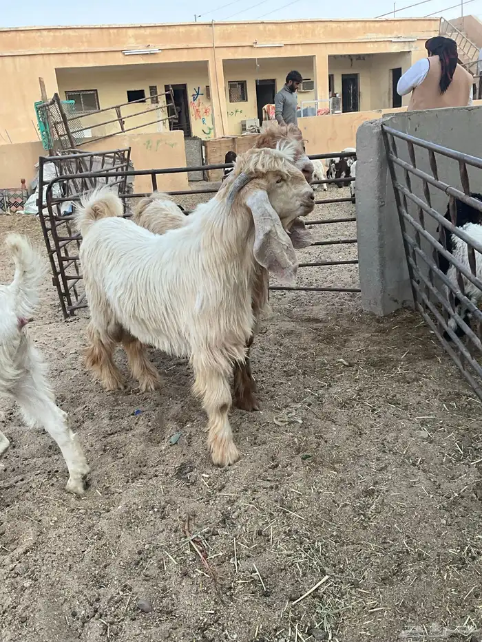 تيوس عوارض صفر 0