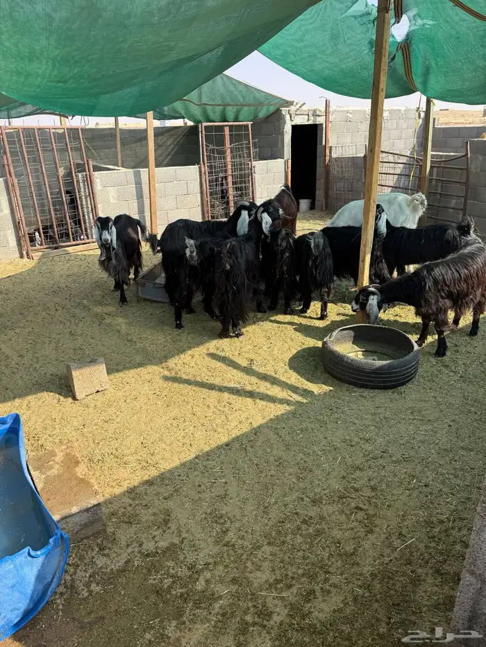 معزا عوارض 3