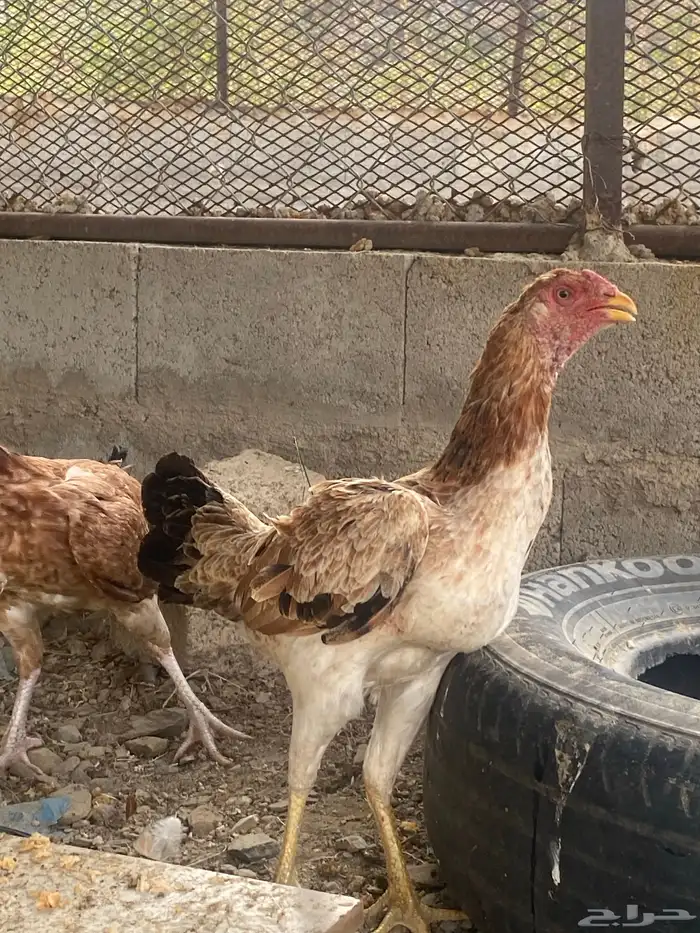 دجاج باكستاني 0