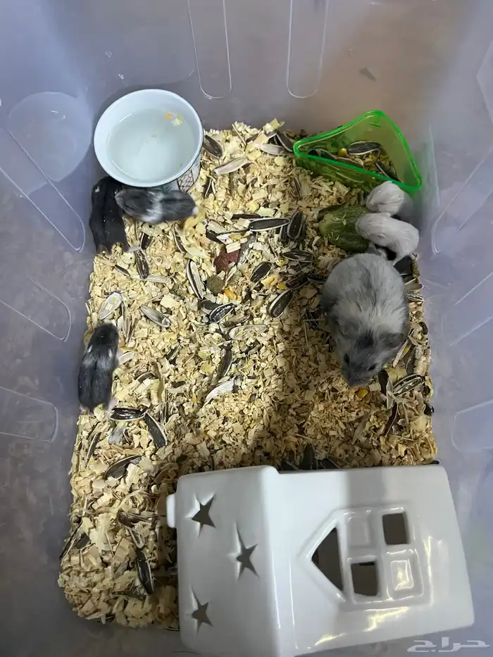 هامسترات روسي للبيع 0