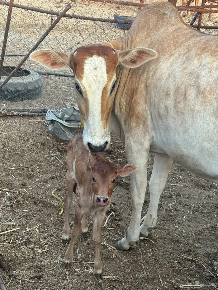 بقرة بلدي ام ثاني 5