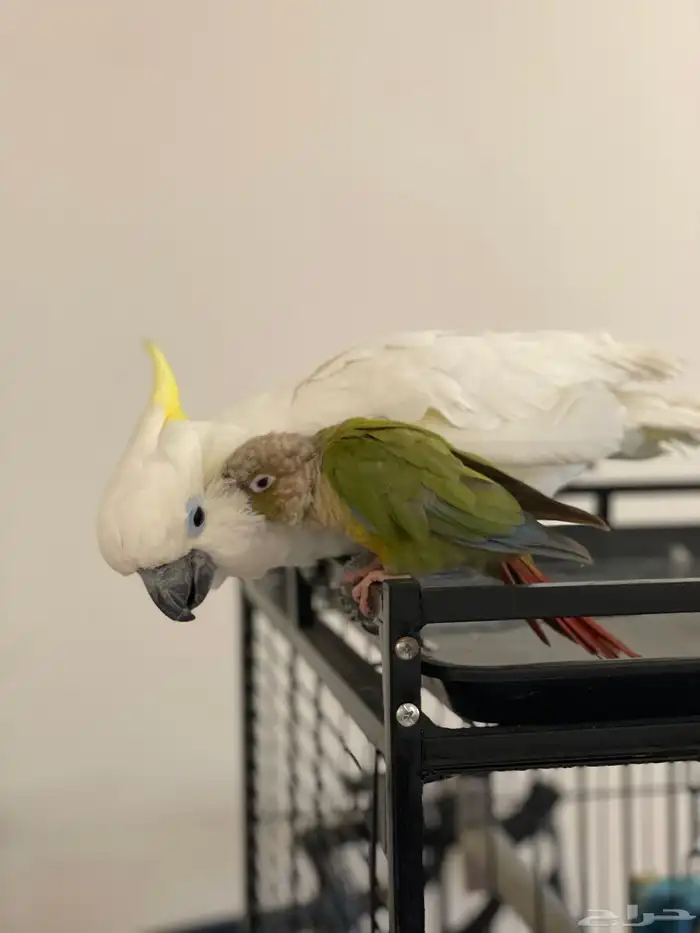 كوكاتو سلفر كرستد حجم جامبو 1