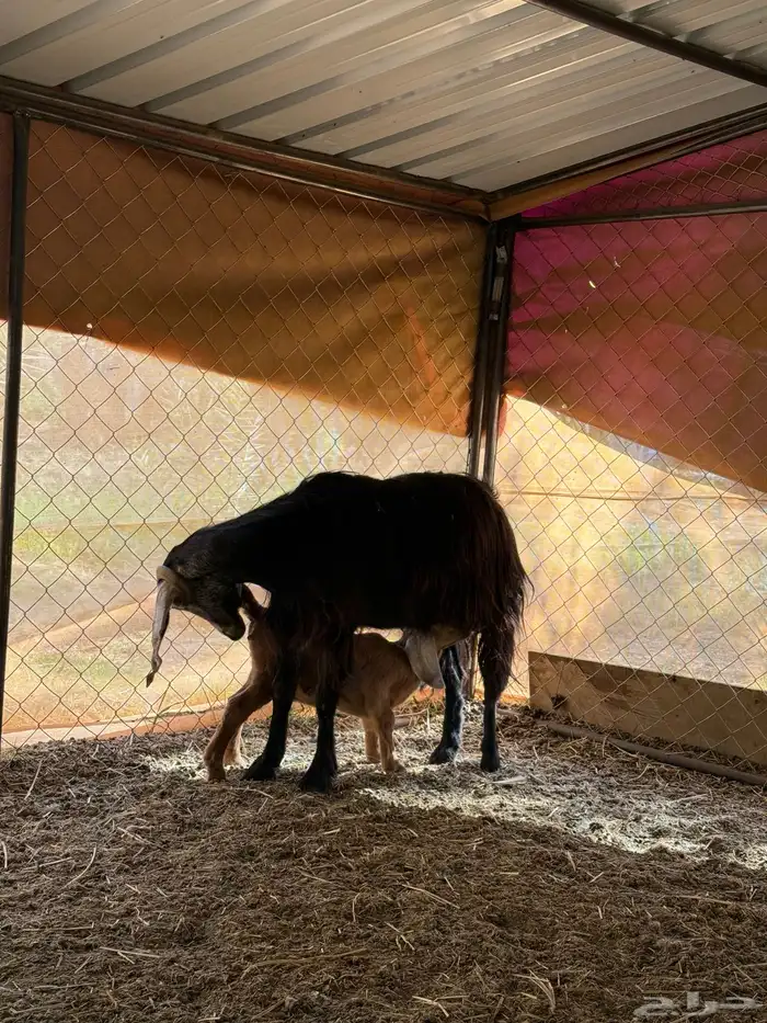 عنز تحتها تيس رايم 0