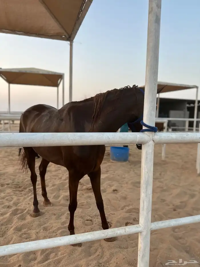 فرس شعبية خط جزيري 5