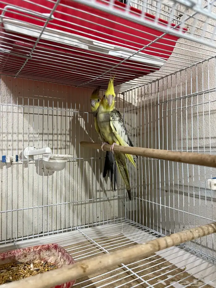 زوج كوكتيل منتج للبيع 1